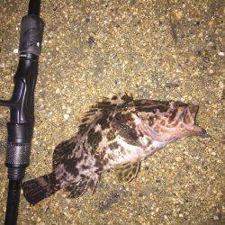 シーバス＆チヌ狙いだが・・・